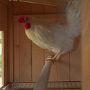 FERPLAST KIPPENHOK HEN HOUSE 30 BRUIN 162X100X110 CM