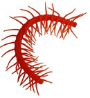 stressfiguur Duizendpoot junior 15 cm rubber oranje