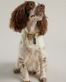 Joules Halsband Hond Coastal Navy / Geel 25,5-35,5X1,5 CM