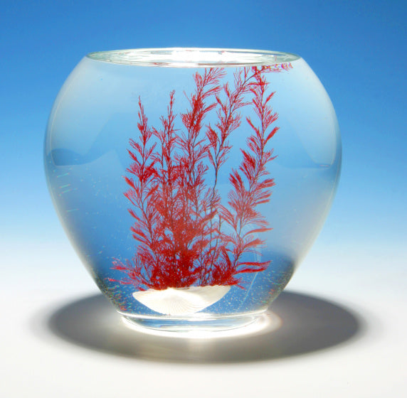 toverschelp met zeegras rood