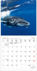 kalender 2022 Whales & Dolphins 30 x 30 cm papier
