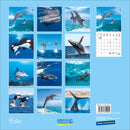 kalender 2022 Whales & Dolphins 30 x 30 cm papier