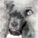 diamond painting pitbull puppy 40 x 30 cm 266 gr