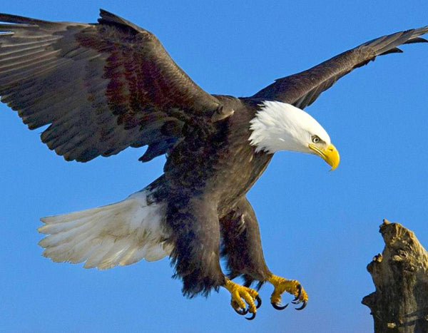 diamond painting zeearend 40 x 30 cm blauw/bruin