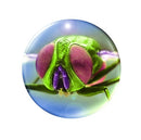 Zoom Microscoop Blauw 16 X 9 X 6 cm