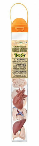 speelset Human organs Toob junior blank/rood 8-delig