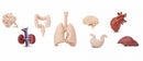 speelset Human organs Toob junior blank/rood 8-delig