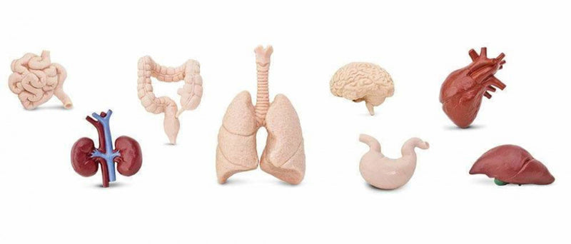 speelset Human organs Toob junior blank/rood 8-delig