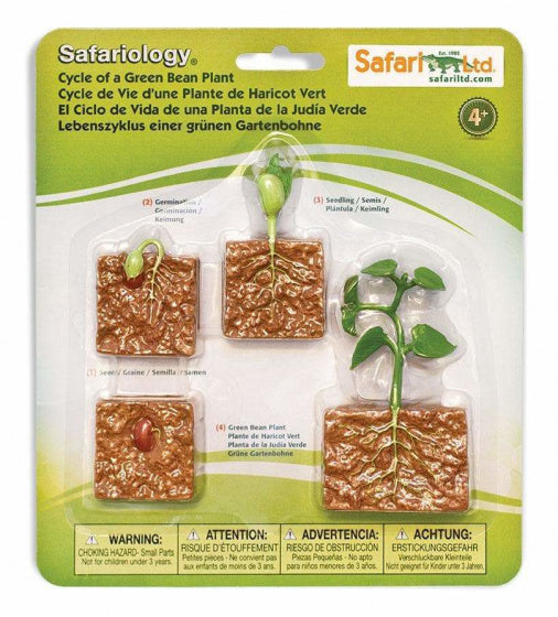 speelset Levenscyclus bonenplant junior 4-delig