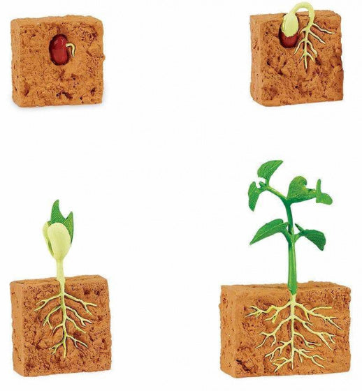speelset Levenscyclus bonenplant junior 4-delig