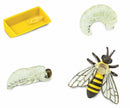 speelset Levenscyclus honingbij junior 4-delig