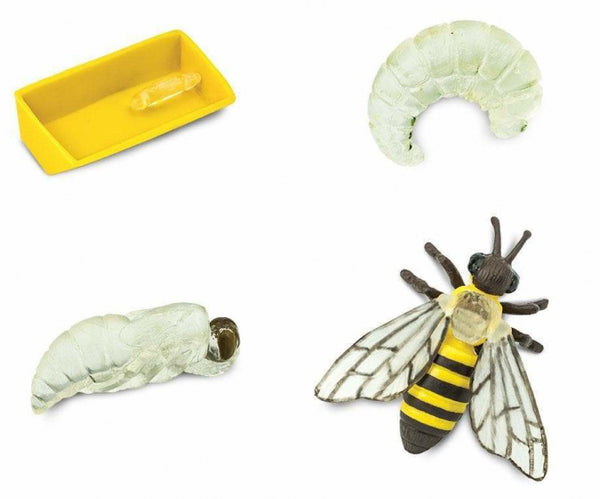 speelset Levenscyclus honingbij junior 4-delig