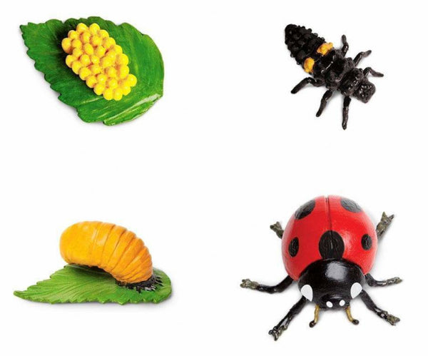 speelset Levenscyclus lieveheersbeestje junior 4-delig