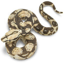 speeldier boa constrictor 15,25 cm bruin