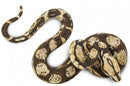 speeldier boa constrictor 15,25 cm bruin