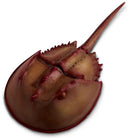 speeldier degenkrab 17 cm bruin