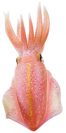 speeldier sepioteuthis sepioidea inktvis 21 cm roze