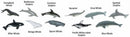 speelfigurenset Whales & Dolphins junior 11-delig