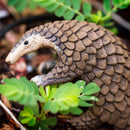 wild dier Pangolin junior 18cm donkerbruin