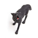 wilde dieren Wolf junior 9,5 cm zwart