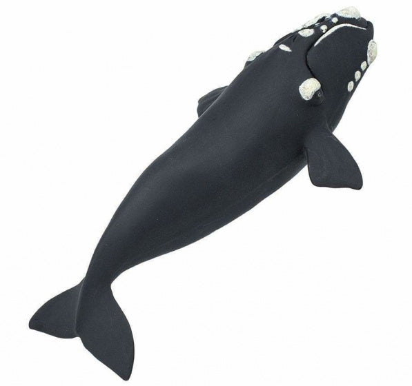 zeedieren Noordkaper junior 23,5 cm zwart