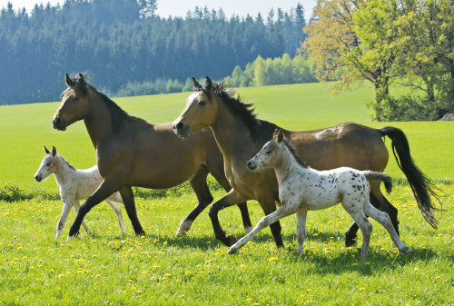 puzzelbox Paarden meisjes karton roze 5-delig