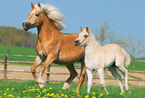 puzzelbox Paarden meisjes karton roze 5-delig