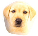 kussen hond junior 10 cm polyester beige