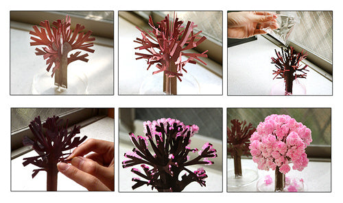 boom Magic Sakura 13,5 cm bruin/roze