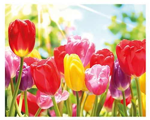 diamond painting tulpen 40 x 50 cm canvas